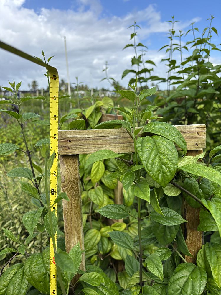 dicentra-bleeding-heart