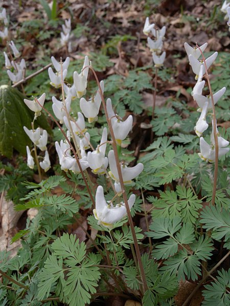 dicentra-cucullaria-dutchman-s-breeches