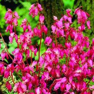 dicentra-formosa-luxuriant-bleeding-heart