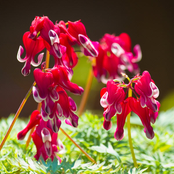 dicentra-formosa-pacific-bleeding-heart