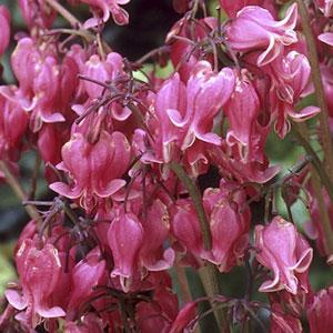dicentra-king-of-hearts-bleeding-heart
