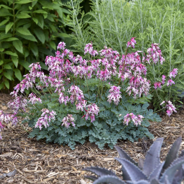 dicentra-pink-diamonds