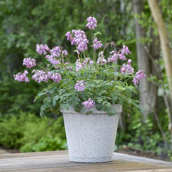 dicentra-pink-diamonds