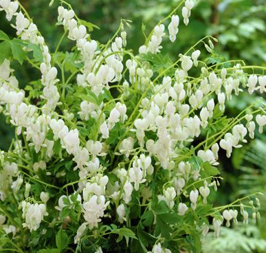dicentra-spectabilis-alba-common-bleeding-heart-white