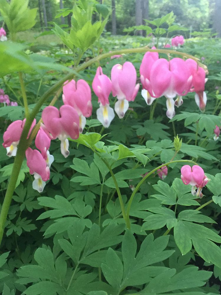 dicentra-spectabilis-common-bleeding-heart-old-fashioned-bleeding-heart