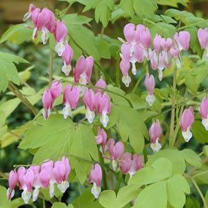 dicentra-spectabilis-gold-heart-common-bleeding-heart