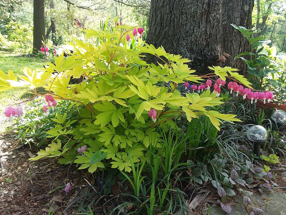 dicentra-spectabilis-gold-heart-common-bleeding-heart