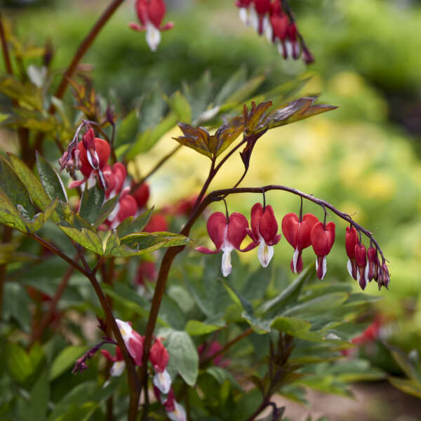 dicentra-spectabilis-valentine-common-bleeding-heart