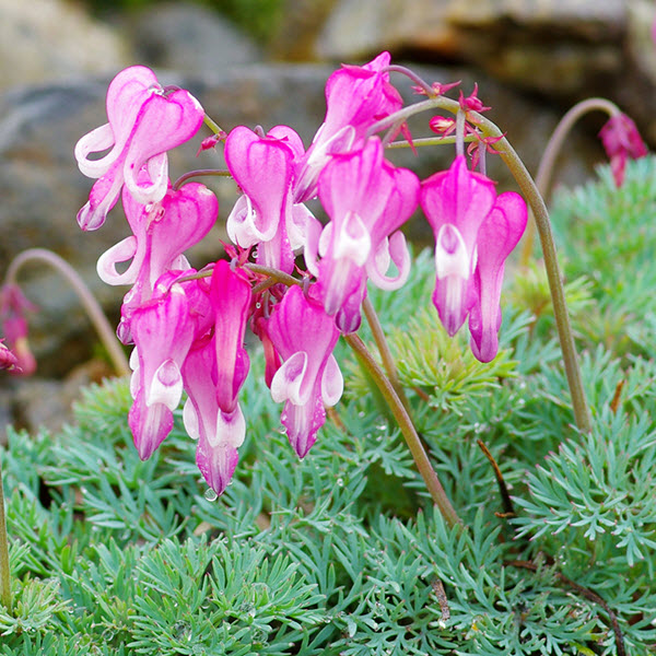 dicentra-stuart-boothman-bleeding-heart