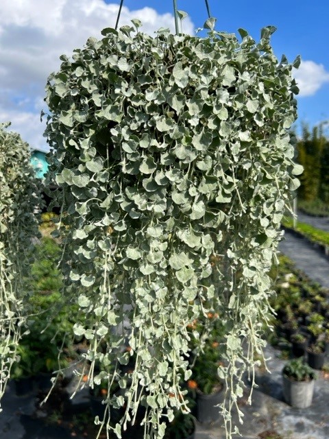 dichondra-argentea-silver-falls-kidneyweed-dichondra