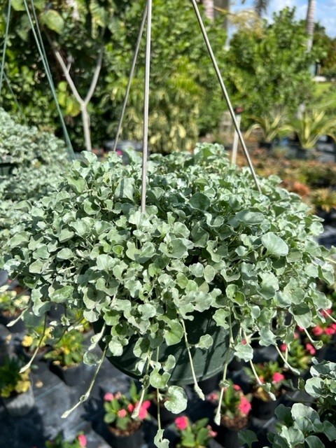 dichondra-argentea-silver-falls-kidneyweed-dichondra
