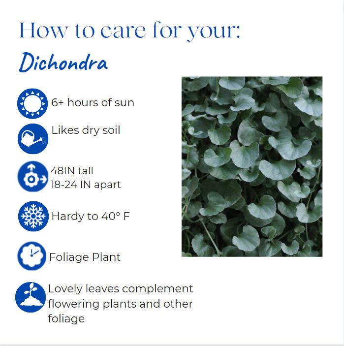 dichondra-argentea-silver-falls-kidneyweed-dichondra