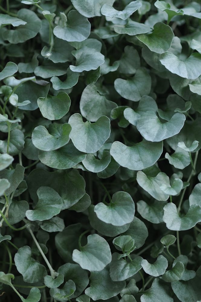 dichondra-argentea-silver-falls-kidneyweed-dichondra