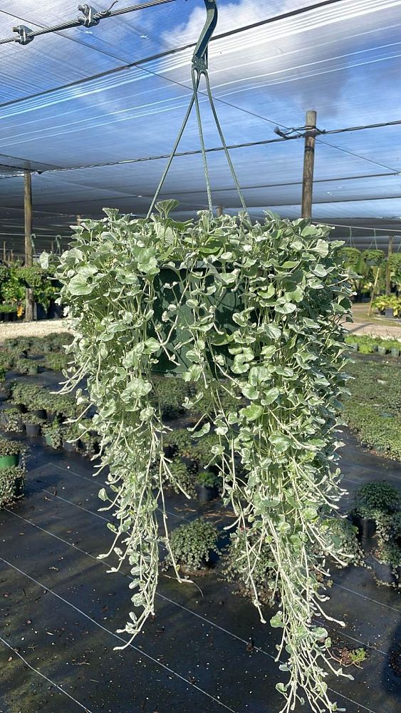 dichondra-argentea-silver-falls-kidneyweed-dichondra