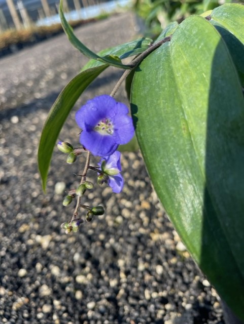 dichorisandra-pendula-blue-pendant-weeping-blue-ginger