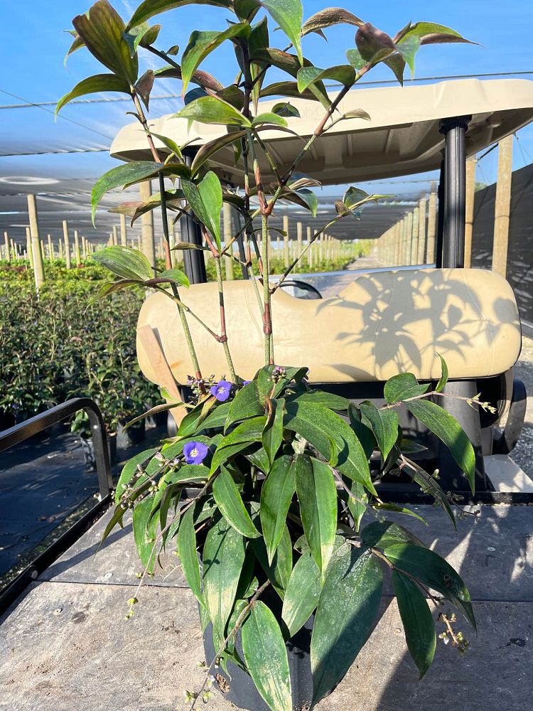 dichorisandra-pendula-blue-pendant-weeping-blue-ginger