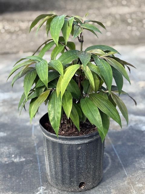 dichorisandra-pendula-blue-pendant-weeping-blue-ginger