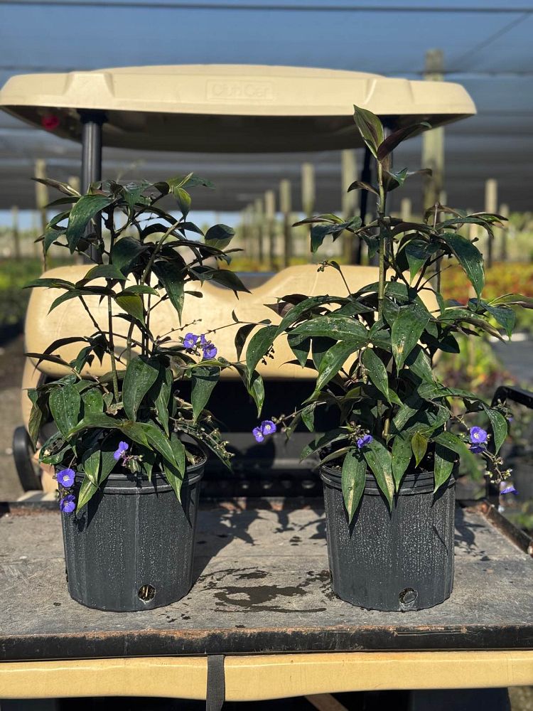 dichorisandra-pendula-blue-pendant-weeping-blue-ginger