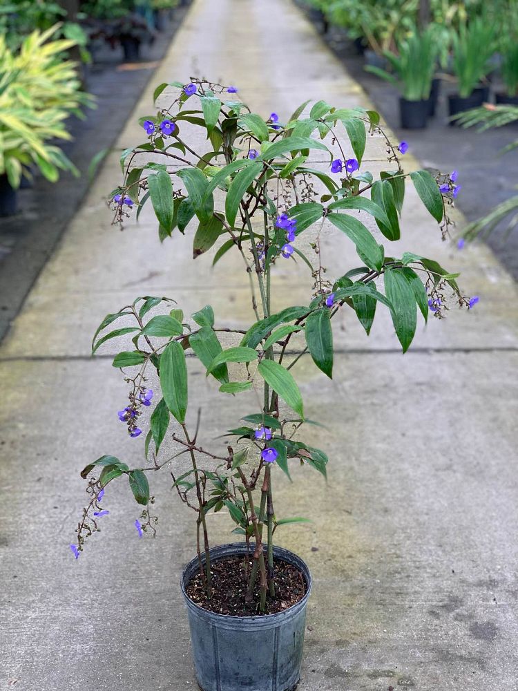 dichorisandra-pendula-pendulous-blue-ginger