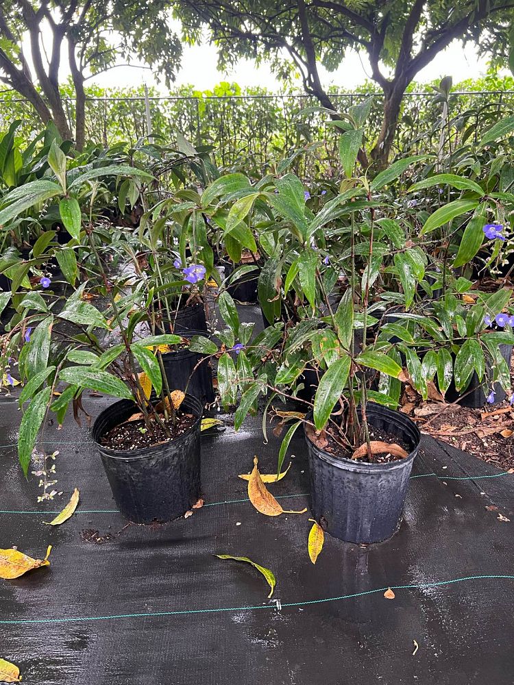 dichorisandra-thyrsiflora-blue-ginger