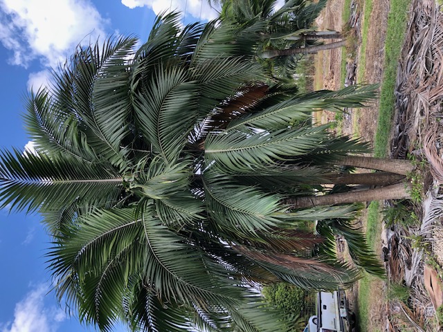 dictyosperma-album-conjugatum-princess-palm-hurricane-palm-dictyosperma-album-furfuraceum