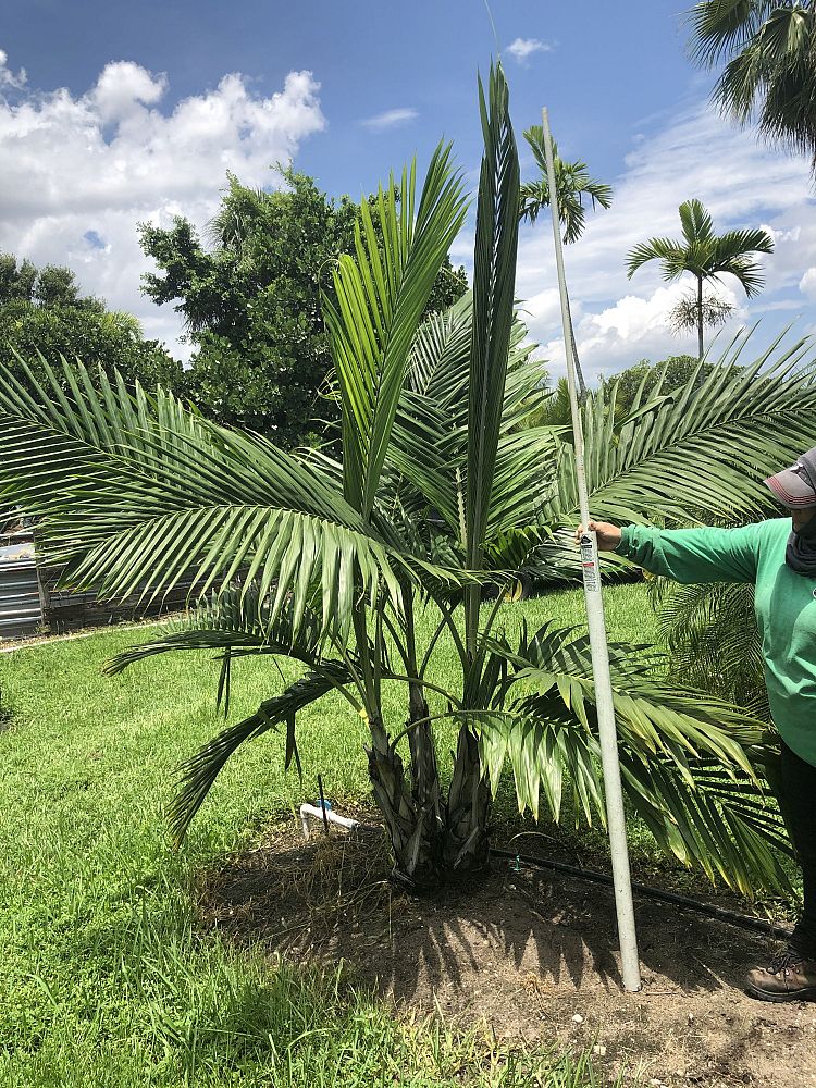 dictyosperma-album-conjugatum-princess-palm-hurricane-palm-dictyosperma-album-furfuraceum