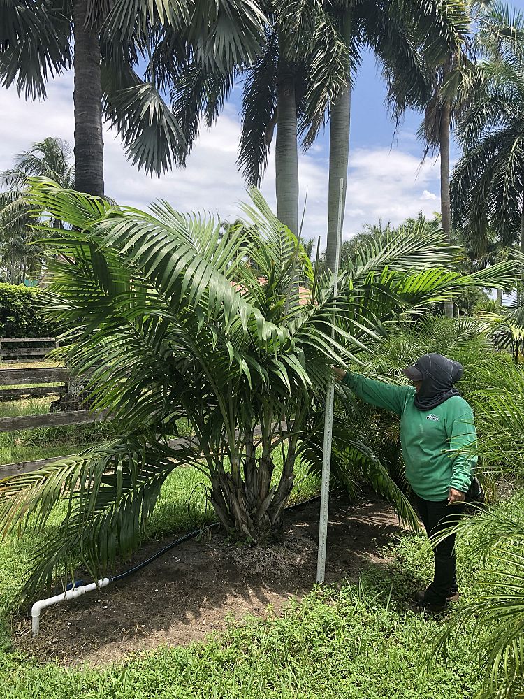 dictyosperma-album-conjugatum-princess-palm-hurricane-palm-dictyosperma-album-furfuraceum
