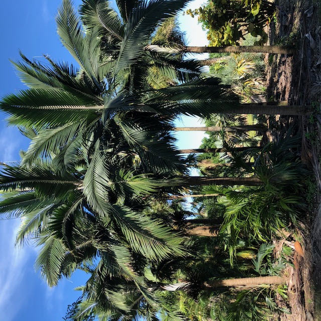 dictyosperma-album-conjugatum-princess-palm-hurricane-palm-dictyosperma-album-furfuraceum