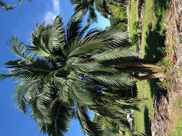 dictyosperma-album-conjugatum-princess-palm-hurricane-palm-dictyosperma-album-furfuraceum