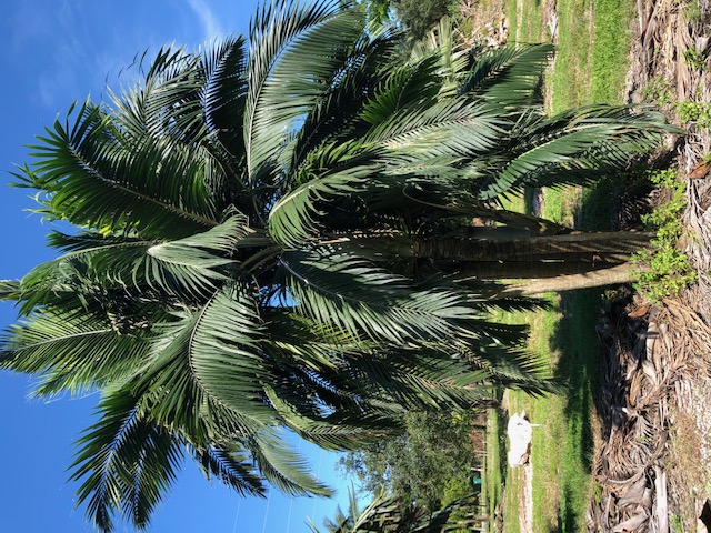 dictyosperma-album-conjugatum-princess-palm-hurricane-palm-dictyosperma-album-furfuraceum