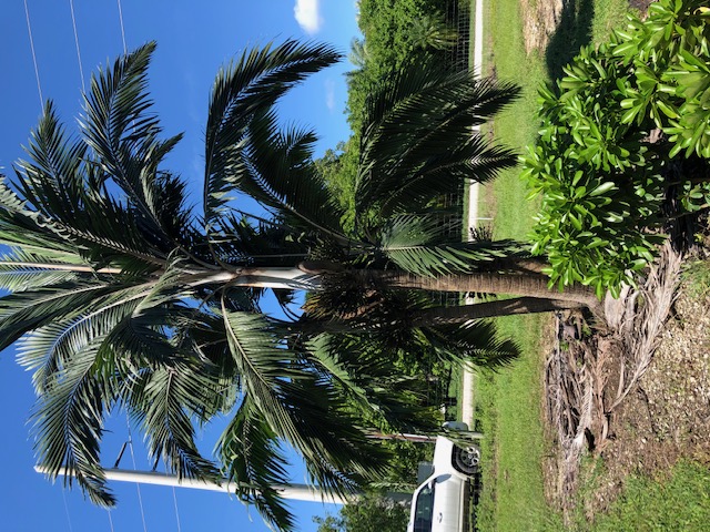 dictyosperma-album-conjugatum-princess-palm-hurricane-palm-dictyosperma-album-furfuraceum