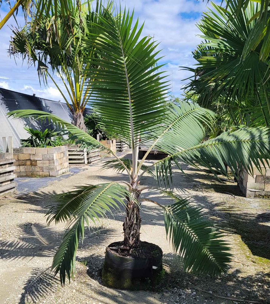 dictyosperma-album-conjugatum-princess-palm-hurricane-palm-dictyosperma-album-furfuraceum