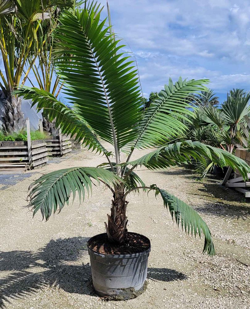 dictyosperma-album-conjugatum-princess-palm-hurricane-palm-dictyosperma-album-furfuraceum