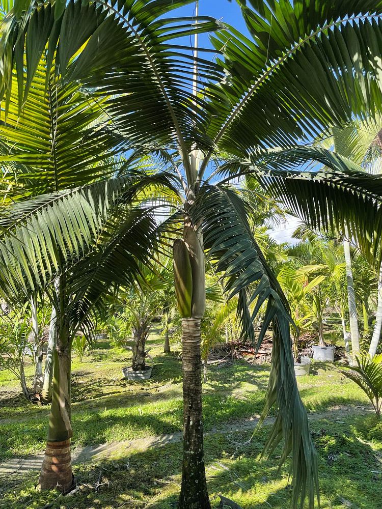 dictyosperma-album-conjugatum-princess-palm-hurricane-palm-dictyosperma-album-furfuraceum