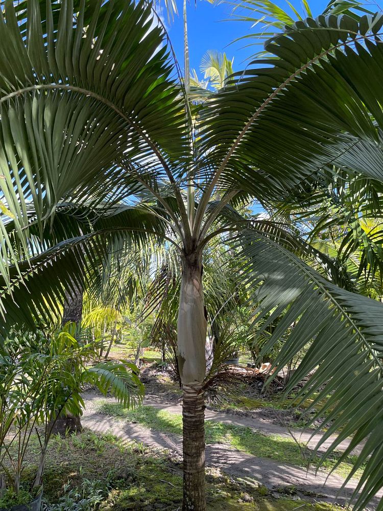 dictyosperma-album-conjugatum-princess-palm-hurricane-palm-dictyosperma-album-furfuraceum