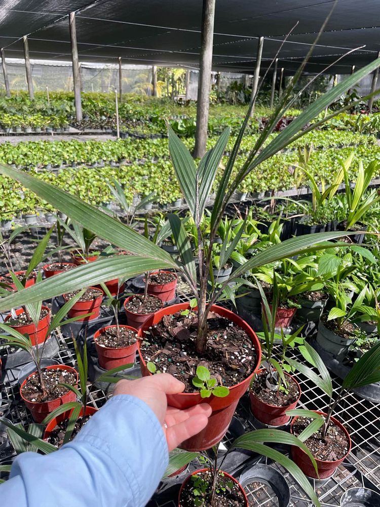 dictyosperma-album-conjugatum-princess-palm-hurricane-palm-dictyosperma-album-furfuraceum