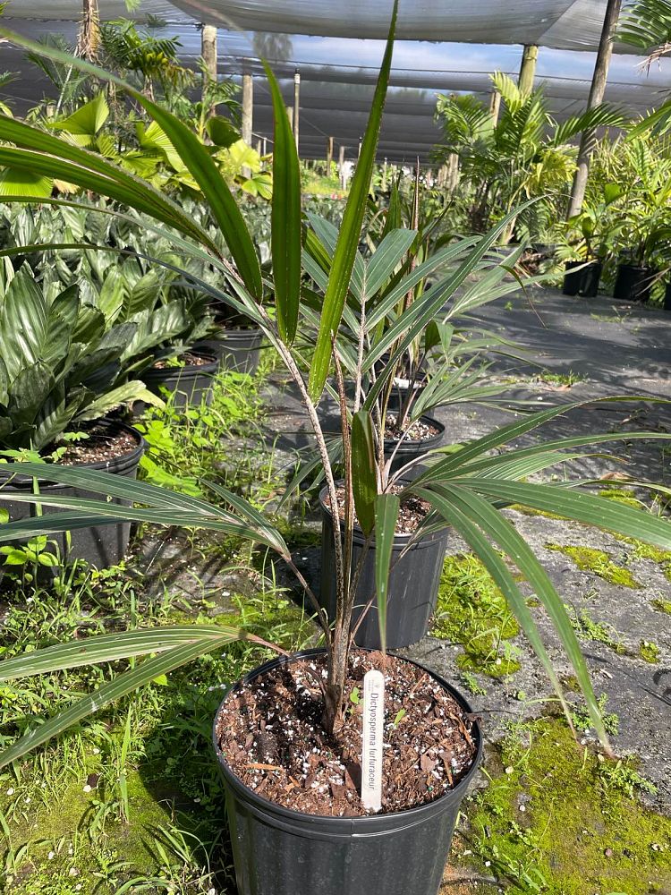 dictyosperma-album-conjugatum-princess-palm-hurricane-palm-dictyosperma-album-furfuraceum