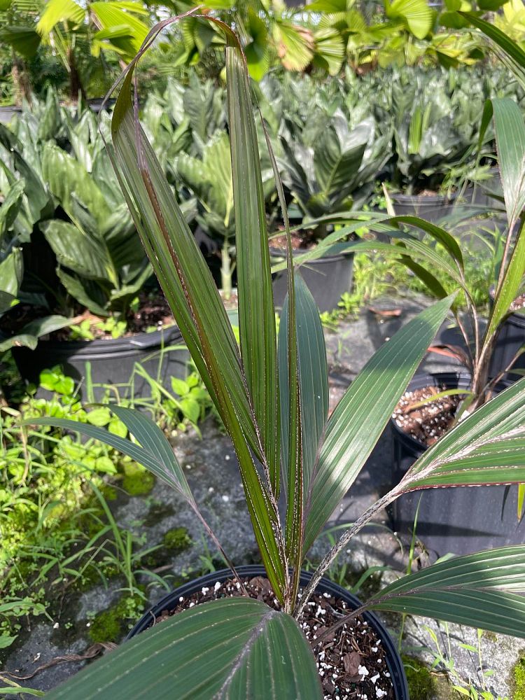 dictyosperma-album-conjugatum-princess-palm-hurricane-palm-dictyosperma-album-furfuraceum