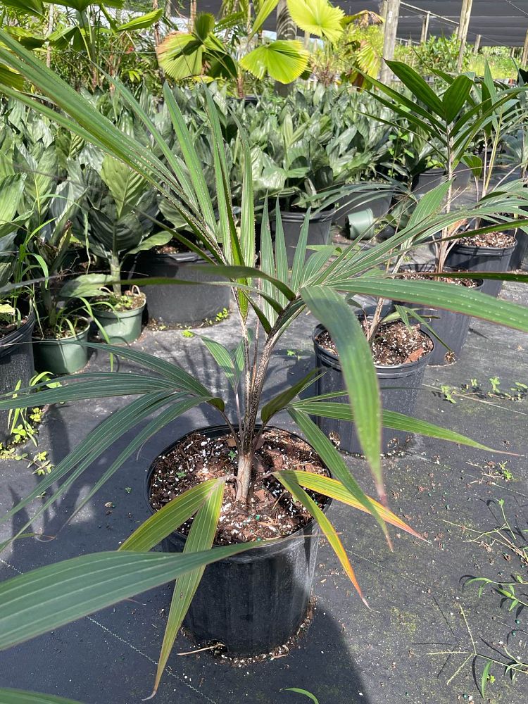 dictyosperma-album-conjugatum-princess-palm-hurricane-palm-dictyosperma-album-furfuraceum