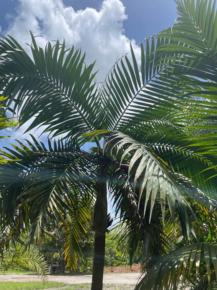 dictyosperma-album-conjugatum-princess-palm-hurricane-palm-dictyosperma-album-furfuraceum