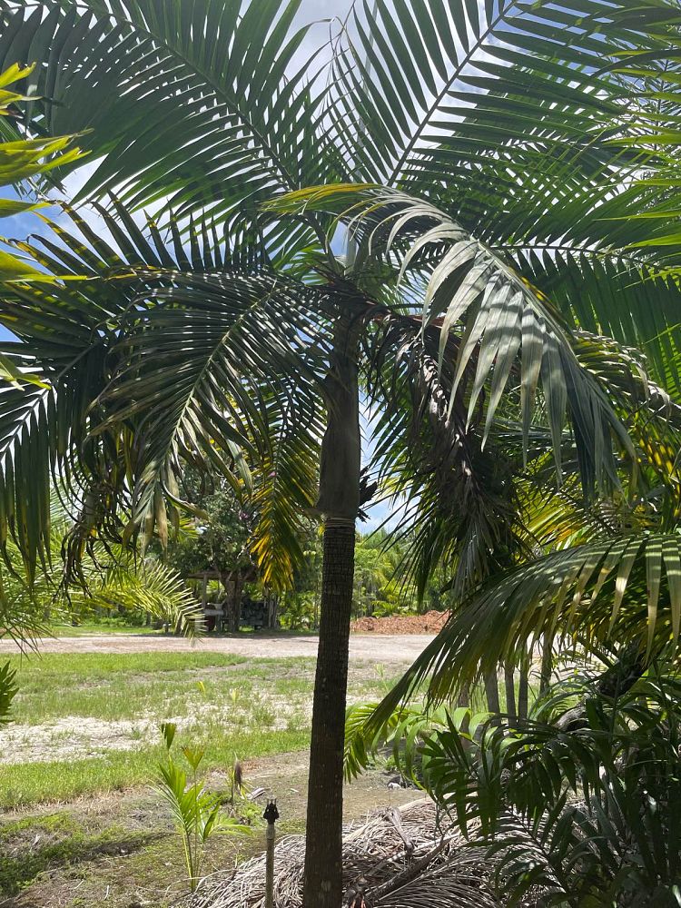 dictyosperma-album-conjugatum-princess-palm-hurricane-palm-dictyosperma-album-furfuraceum