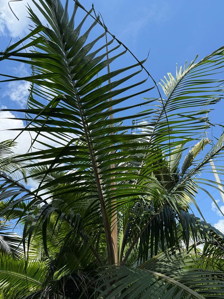 dictyosperma-album-conjugatum-princess-palm-hurricane-palm-dictyosperma-album-furfuraceum