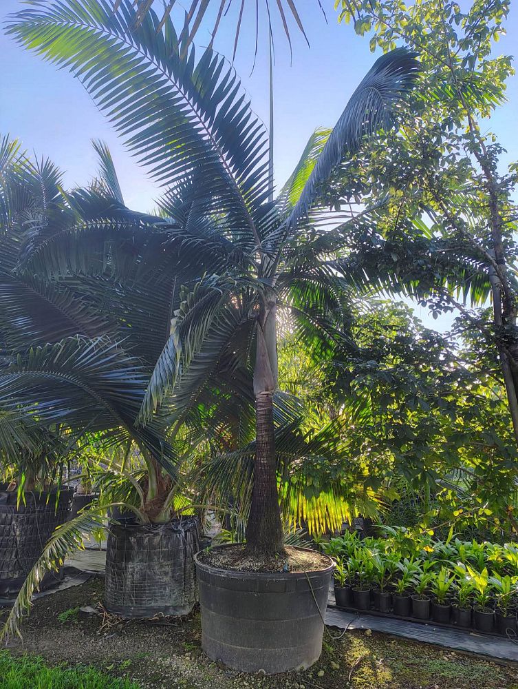 dictyosperma-album-conjugatum-princess-palm-hurricane-palm-dictyosperma-album-furfuraceum