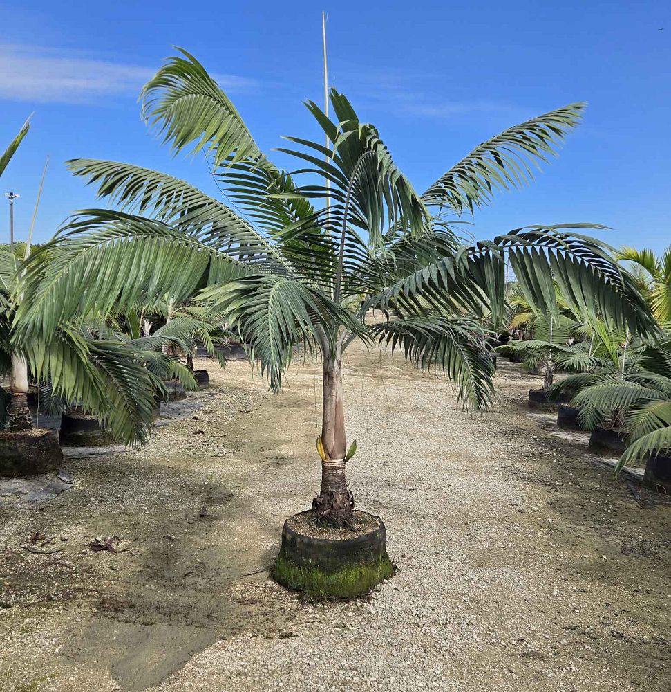 dictyosperma-album-conjugatum-princess-palm-hurricane-palm-dictyosperma-album-furfuraceum