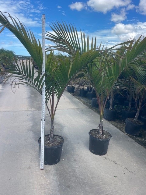 dictyosperma-album-conjugatum-princess-palm-hurricane-palm-dictyosperma-album-furfuraceum