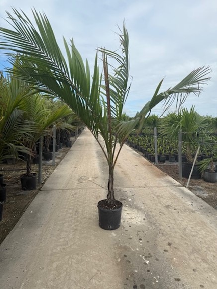 dictyosperma-album-conjugatum-princess-palm-hurricane-palm-dictyosperma-album-furfuraceum