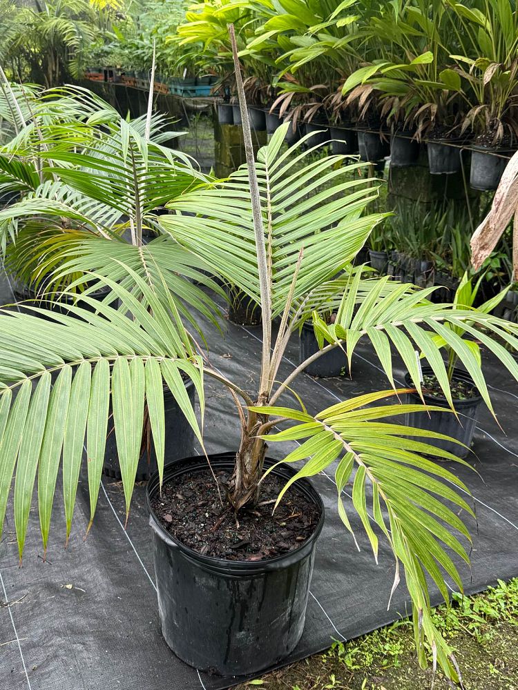 dictyosperma-album-conjugatum-princess-palm-hurricane-palm-dictyosperma-album-furfuraceum