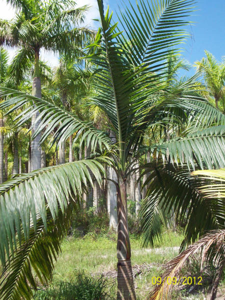Salazar's Two Sisters Nursery | plantANT.com