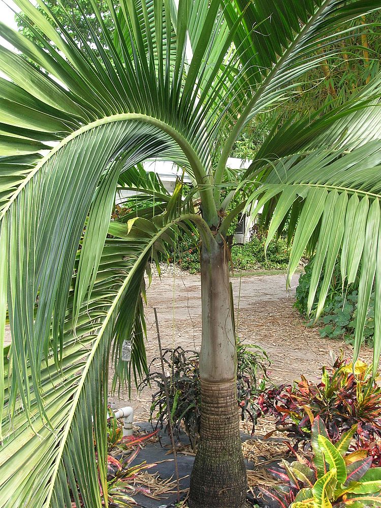 dictyosperma-album-princess-palm-hurricane-palm-dictyosperma-album-rubrum