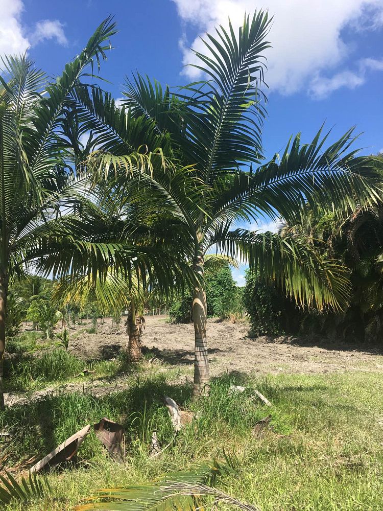 dictyosperma-album-princess-palm-hurricane-palm-dictyosperma-album-rubrum